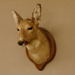 Reh Ricke weiblich Winterfell Rehbock Kopf Schulter Präparat Geweih Kopfpräparat Schild 85.11.105