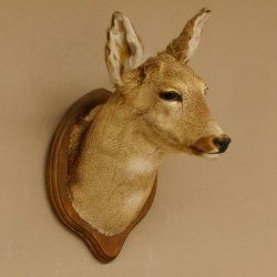 Reh Ricke weiblich Winterfell Rehbock Kopf Schulter Präparat Geweih Kopfpräparat Schild 85.11.105