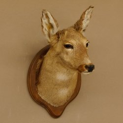 Reh Ricke weiblich Winterfell Rehbock Kopf Schulter Präparat Geweih Kopfpräparat Schild 85.11.105