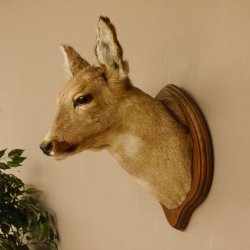 Reh Ricke weiblich Winterfell Rehbock Kopf Schulter Präparat Geweih Kopfpräparat Schild 85.11.105