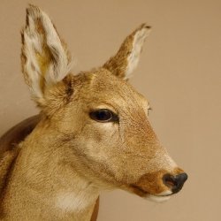 Reh Ricke weiblich Winterfell Rehbock Kopf Schulter Präparat Geweih Kopfpräparat Schild 85.11.105