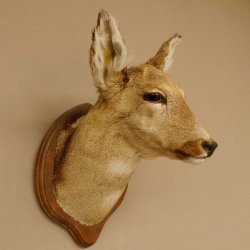 Reh Ricke weiblich Winterfell Rehbock Kopf Schulter Präparat Geweih Kopfpräparat Schild 85.11.105