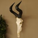 Hartebeest (Alcelaphus caama) Kuhantilope HL 52 cm...