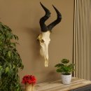 Hartebeest (Alcelaphus caama) Kuhantilope HL 52 cm...