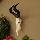 Hartebeest (Alcelaphus caama) Kuhantilope HL 52 cm Schädeltrophäe Antilope Schädel Trophäe