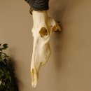 Hartebeest (Alcelaphus caama) Kuhantilope HL 52 cm Schädeltrophäe Antilope Schädel Trophäe