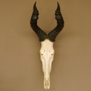 Hartebeest (Alcelaphus caama) Kuhantilope HL 52 cm Schädeltrophäe Antilope Schädel Trophäe