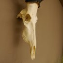 Hartebeest (Alcelaphus caama) Kuhantilope HL 52 cm Schädeltrophäe Antilope Schädel Trophäe