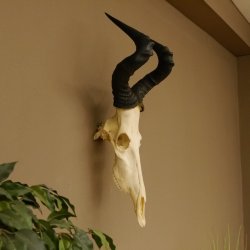 Hartebeest (Alcelaphus caama) Kuhantilope HL 52 cm Schädeltrophäe Antilope Schädel Trophäe