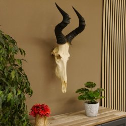 Hartebeest (Alcelaphus caama) Kuhantilope HL 52 cm Schädeltrophäe Antilope Schädel Trophäe