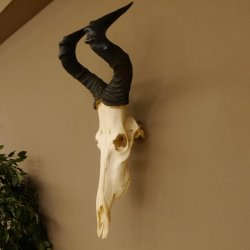 Hartebeest (Alcelaphus caama) Kuhantilope HL 52 cm Schädeltrophäe Antilope Schädel Trophäe