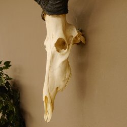 Hartebeest (Alcelaphus caama) Kuhantilope HL 52 cm Schädeltrophäe Antilope Schädel Trophäe