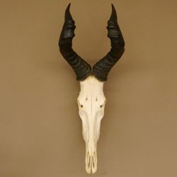 Hartebeest (Alcelaphus caama) Kuhantilope HL 52 cm Schädeltrophäe Antilope Schädel Trophäe