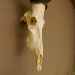 Hartebeest (Alcelaphus caama) Kuhantilope HL 52 cm Schädeltrophäe Antilope Schädel Trophäe