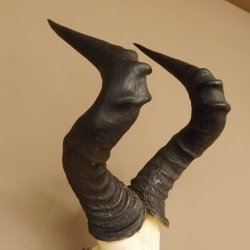 Hartebeest (Alcelaphus caama) Kuhantilope HL 52 cm Schädeltrophäe Antilope Schädel Trophäe