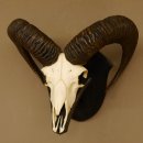 Mufflon (Ovis gmelini musimon) Widder Geweih...