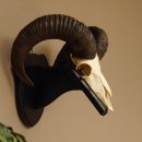 Mufflon (Ovis gmelini musimon) Widder Geweih...