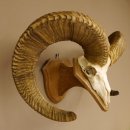 Dickhornschaf (Ovis Canadensis) Schaf Kanada Widder Trophäe Gehörn Schädeltrophäe Trophäenschild Schädel