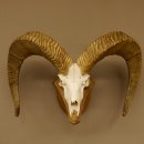 Dickhornschaf (Ovis Canadensis) Schaf Kanada Widder Trophäe Gehörn Schädeltrophäe Trophäenschild Schädel