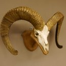 Dickhornschaf (Ovis Canadensis) Schaf Kanada Widder Trophäe Gehörn Schädeltrophäe Trophäenschild Schädel