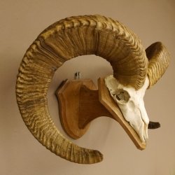 Dickhornschaf (Ovis Canadensis) Schaf Kanada Widder Trophäe Gehörn Schädeltrophäe Trophäenschild Schädel