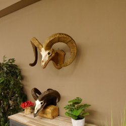 Dickhornschaf (Ovis Canadensis) Schaf Kanada Widder Trophäe Gehörn Schädeltrophäe Trophäenschild Schädel