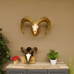 Dickhornschaf (Ovis Canadensis) Schaf Kanada Widder Trophäe Gehörn Schädeltrophäe Trophäenschild Schädel