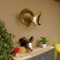 Dickhornschaf (Ovis Canadensis) Schaf Kanada Widder Trophäe Gehörn Schädeltrophäe Trophäenschild Schädel