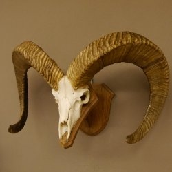 Dickhornschaf (Ovis Canadensis) Schaf Kanada Widder Trophäe Gehörn Schädeltrophäe Trophäenschild Schädel