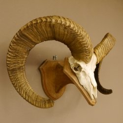 Dickhornschaf (Ovis Canadensis) Schaf Kanada Widder Trophäe Gehörn Schädeltrophäe Trophäenschild Schädel