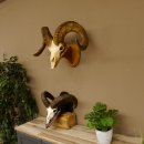 Dickhornschaf (Ovis Canadensis) Schaf HL max 88 cm Kanada...