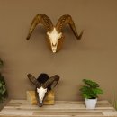 Dickhornschaf (Ovis Canadensis) Schaf HL max 88 cm Kanada Widder Trophäe Gehörn Schädeltrophäe Trophäenschild Schädel