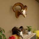 Dickhornschaf (Ovis Canadensis) Schaf HL 75 cm Kanada...