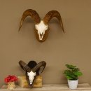 Dickhornschaf (Ovis Canadensis) Schaf HL 75 cm Kanada Widder Trophäe Gehörn Schädeltrophäe Trophäenschild Schädel