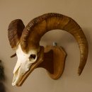 Dickhornschaf (Ovis Canadensis) Schaf HL 75 cm Kanada Widder Trophäe Gehörn Schädeltrophäe Trophäenschild Schädel