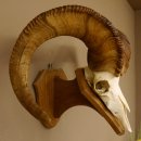 Dickhornschaf (Ovis Canadensis) Schaf HL 75 cm Kanada Widder Trophäe Gehörn Schädeltrophäe Trophäenschild Schädel