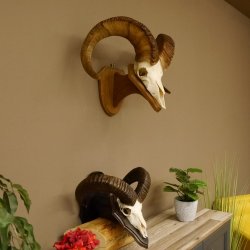 Dickhornschaf (Ovis Canadensis) Schaf HL 75 cm Kanada Widder Trophäe Gehörn Schädeltrophäe Trophäenschild Schädel