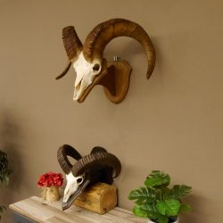 Dickhornschaf (Ovis Canadensis) Schaf HL 75 cm Kanada Widder Trophäe Gehörn Schädeltrophäe Trophäenschild Schädel