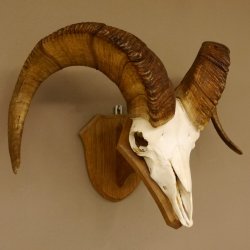 Dickhornschaf (Ovis Canadensis) Schaf HL 75 cm Kanada Widder Trophäe Gehörn Schädeltrophäe Trophäenschild Schädel