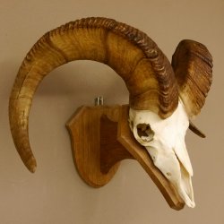 Dickhornschaf (Ovis Canadensis) Schaf HL 75 cm Kanada Widder Trophäe Gehörn Schädeltrophäe Trophäenschild Schädel