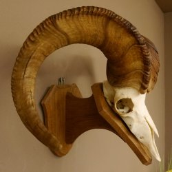 Dickhornschaf (Ovis Canadensis) Schaf HL 75 cm Kanada Widder Trophäe Gehörn Schädeltrophäe Trophäenschild Schädel