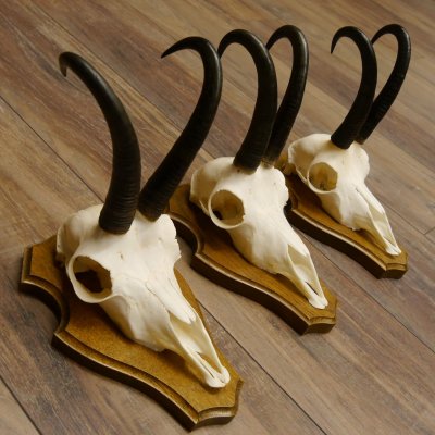 Gamsgeweihe 3 Stück Gamsen Bock Gemse Geweihe auf Trophäenschild SL 21 cm