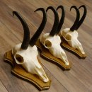 Gamsgeweihe 3 Stück Gamsen Bock Gemse Geweihe auf Trophäenschild SL 21 cm