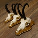 Gamsgeweihe 3 Stück Gamsen Bock Gemse Geweihe auf Trophäenschild SL 21 cm