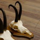 Gamsgeweihe 3 Stück Gamsen Bock Gemse Geweihe auf Trophäenschild SL 21 cm