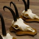 Gamsgeweihe 3 Stück Gamsen Bock Gemse Geweihe auf Trophäenschild SL 21 cm
