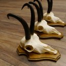 Gamsgeweihe 3 Stück Gamsen Bock Gemse Geweihe auf Trophäenschild SL 21 cm