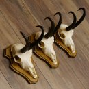 Gamsgeweihe 3 Stück Gamsen Bock Gemse Geweihe auf Trophäenschild SL 21 cm