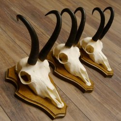 Gamsgeweihe 3 Stück Gamsen Bock Gemse Geweihe auf Trophäenschild SL 21 cm