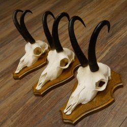 Gamsgeweihe 3 Stück Gamsen Bock Gemse Geweihe auf Trophäenschild SL 21 cm